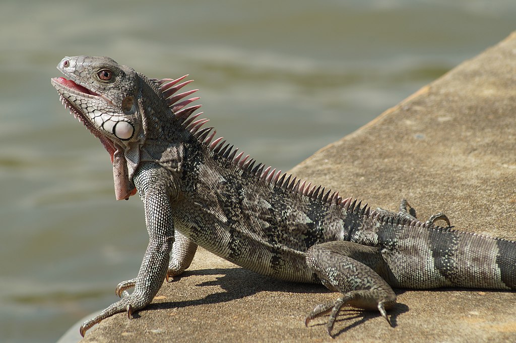 Creative commons licensed image of an iguana by Rjcastillo is licensed under CC BY-SA 3.0