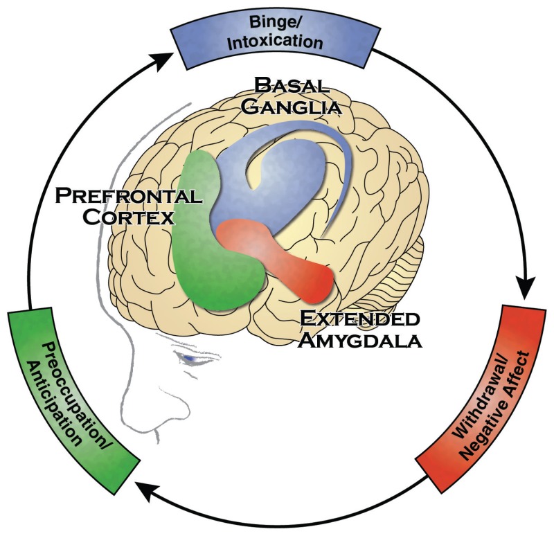 1.5 Neurobiology of Substance Use Disorders