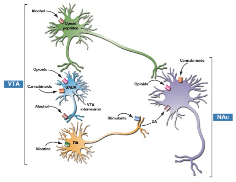 Illustration showing Rewarding Actions of Addictive Substances on the Nucleus Accumbens (NAc)